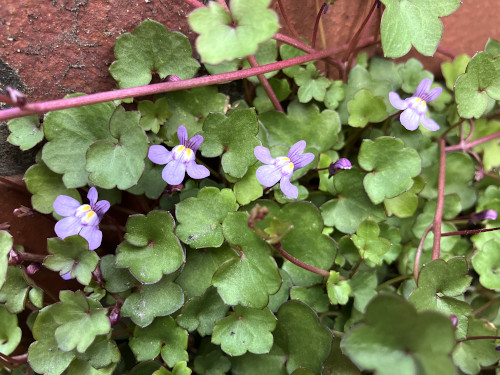 ツタバウンラン