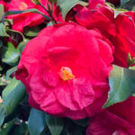 ツバキ　ツバキ科ツバキ属