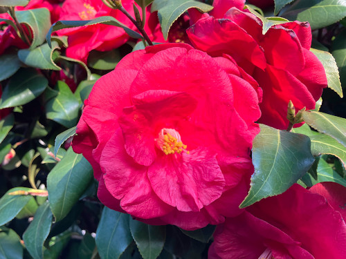 ツバキ　ツバキ科ツバキ属