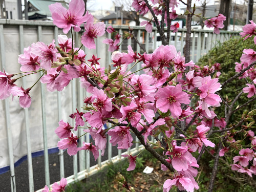 ヨウコウザクラ