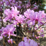 ミツバツツジ