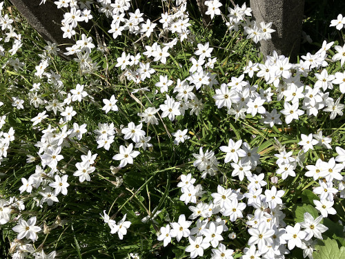 ハナニラ