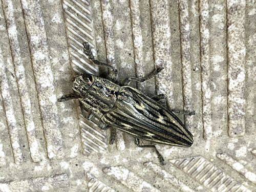 ウバタマムシ