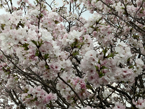 イチヨウ