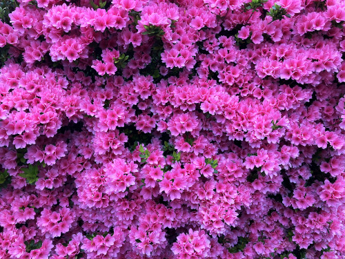 ツツジ