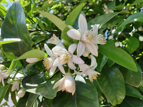 柑橘類