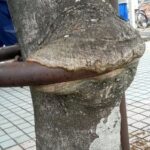 モチノキ