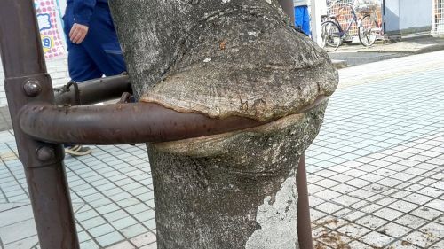 モチノキ