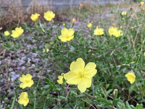コマツヨイグサ