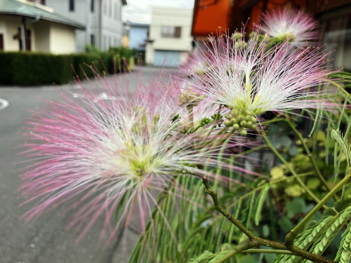 ネムノキ